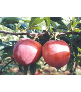 ameixa orgânica